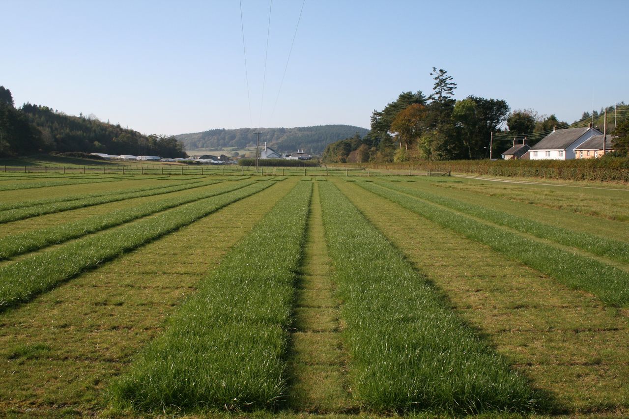 Livestock ryegrass wins research award