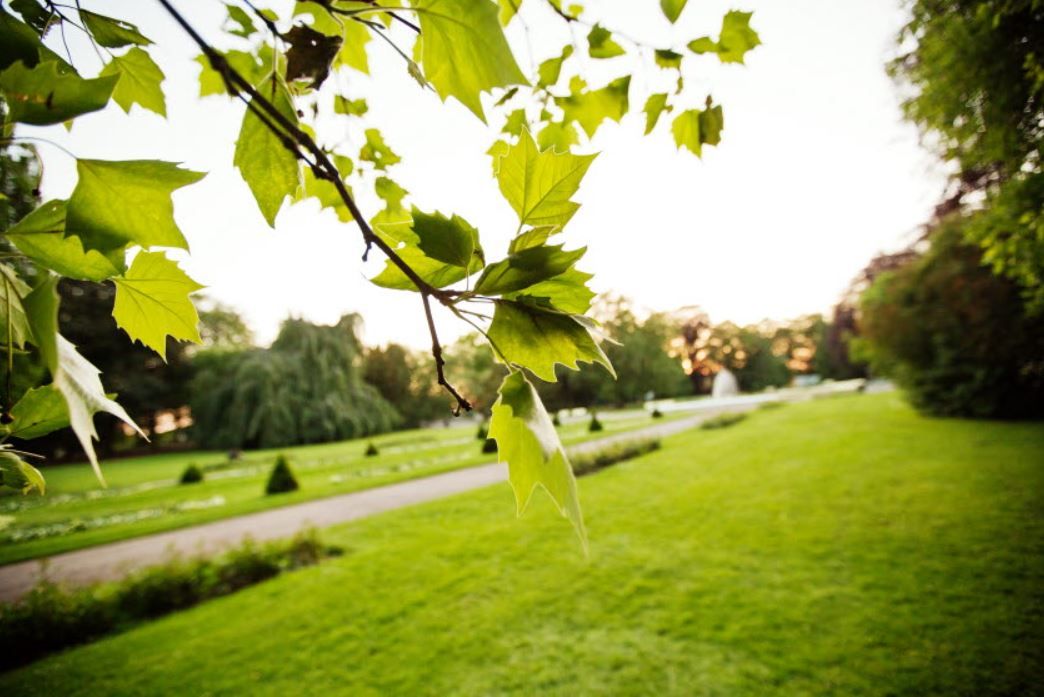 Swedish city dumps chicken manure in park to keep visitors away