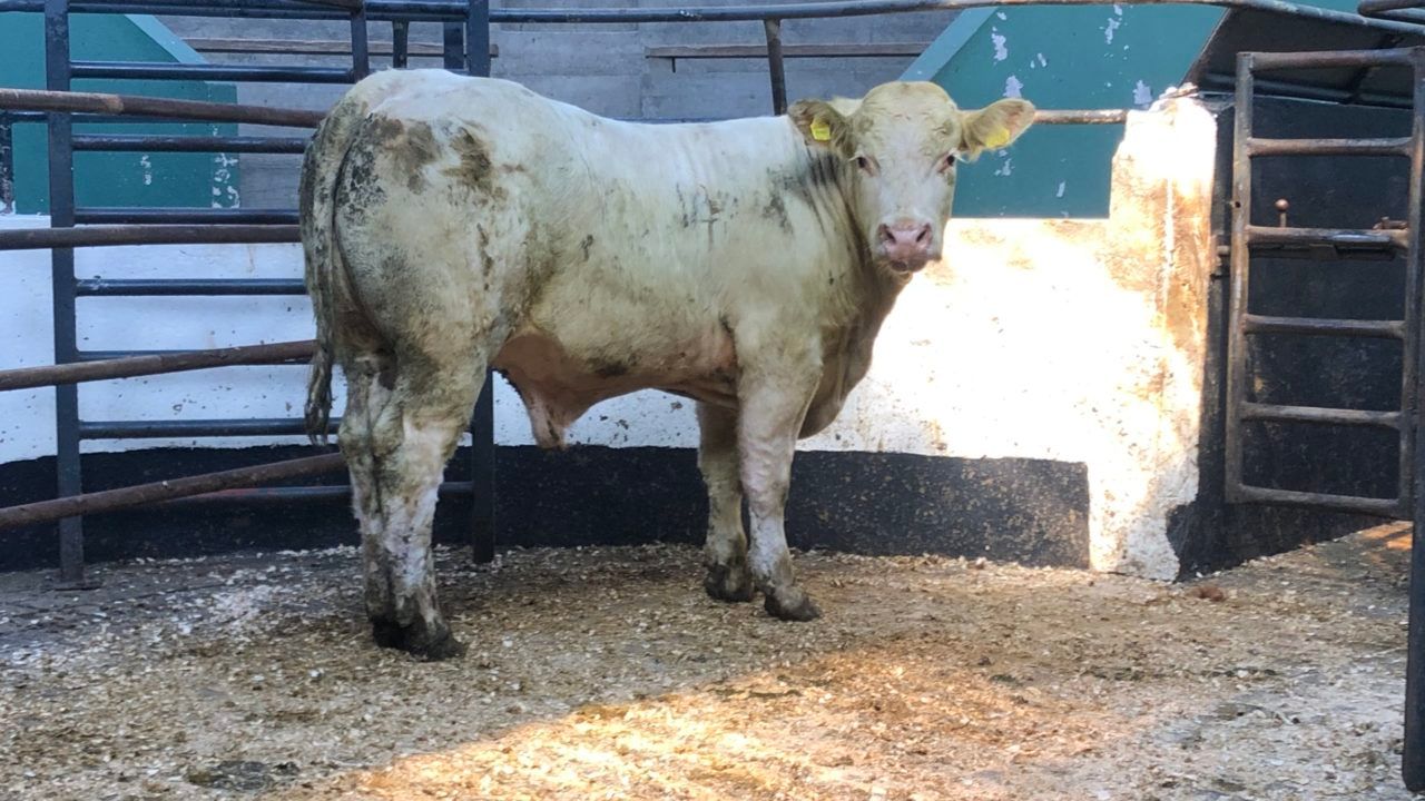 Charolais bullocks average €3.24/kg at Ballinrobe Mart