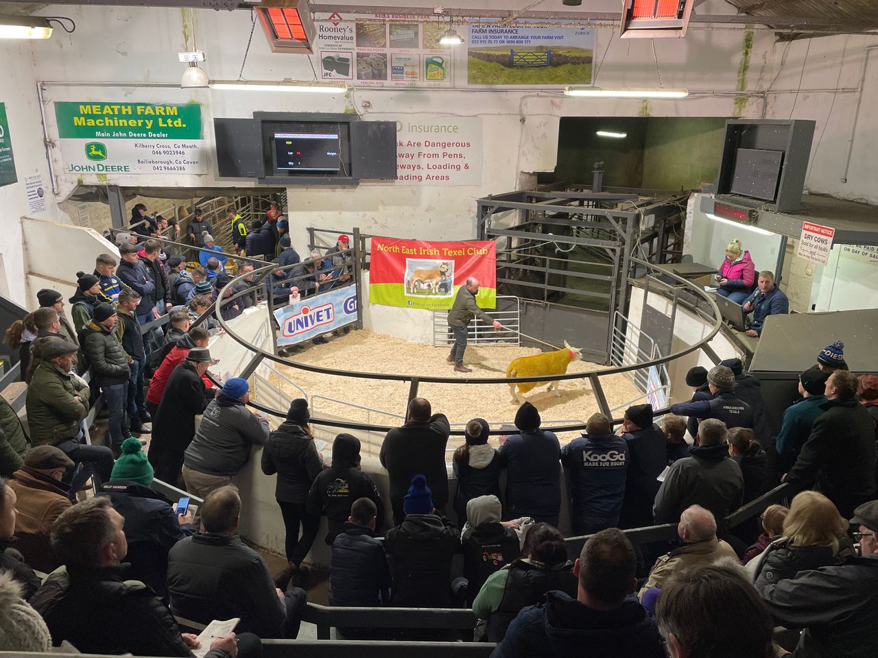 Texel Twilight sale: Top price of €4,500 goes to Meath flock