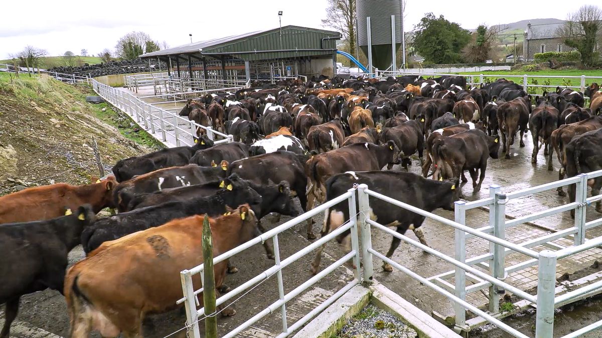 Mastitis control: Still plenty of room for improvement