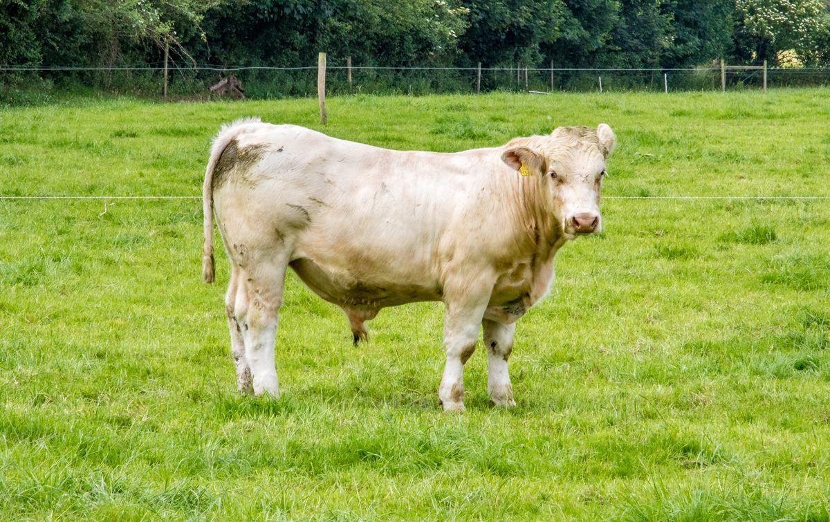 BEAM reaction: 'Substantially more funding' needed for beef sector