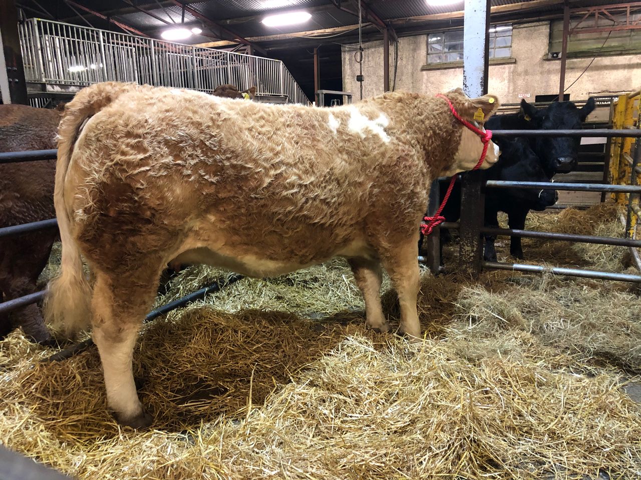 €9,000 tops the trade at commercial in-calf heifer sale