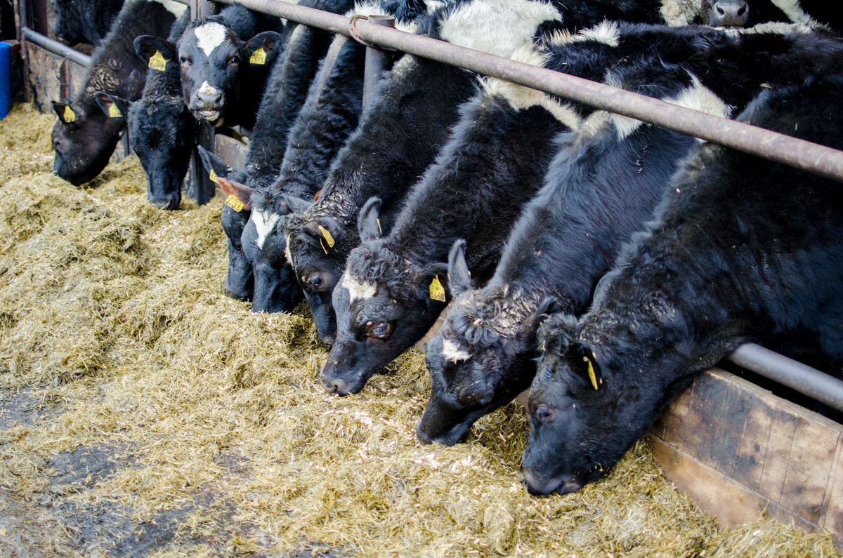 Dairy advice: Managing heifer calves during winter months