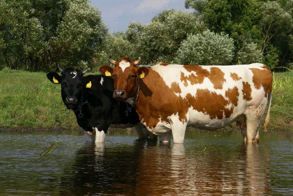 EPA: What impact do cattle access points to streams have on water quality?