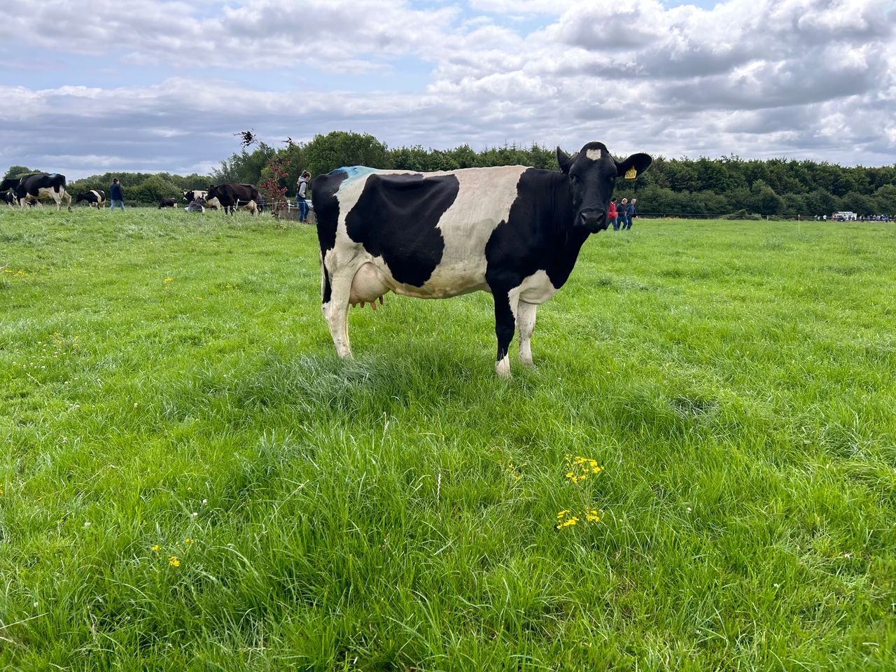 Dairy Focus: Pure Friesian ticking all the boxes in Limerick