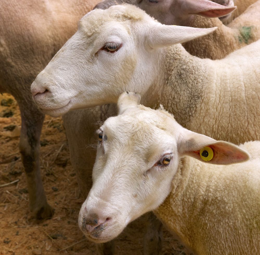 Sheepmeat exports in New Zealand and Australia see decline in first quarter