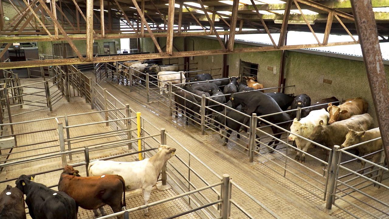 IT scheme sees €4,000 average payment to 61 marts - minister