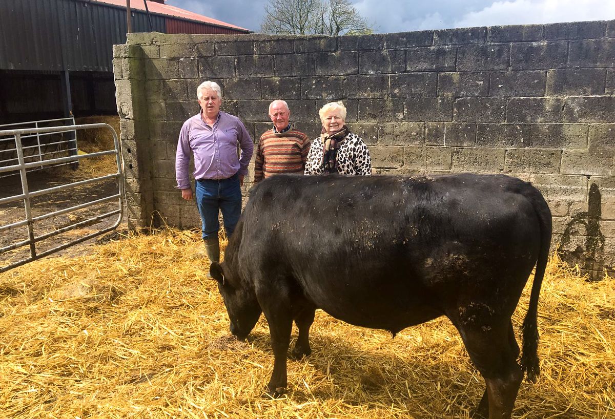 Beef focus: Irish-bred Wagyu stock bulls head for southwest Wales