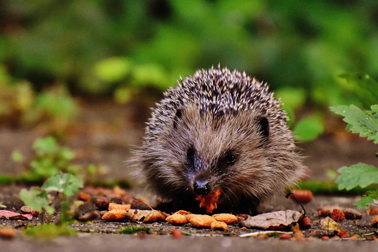 Public participation 'vital' for nationwide hedgehog survey