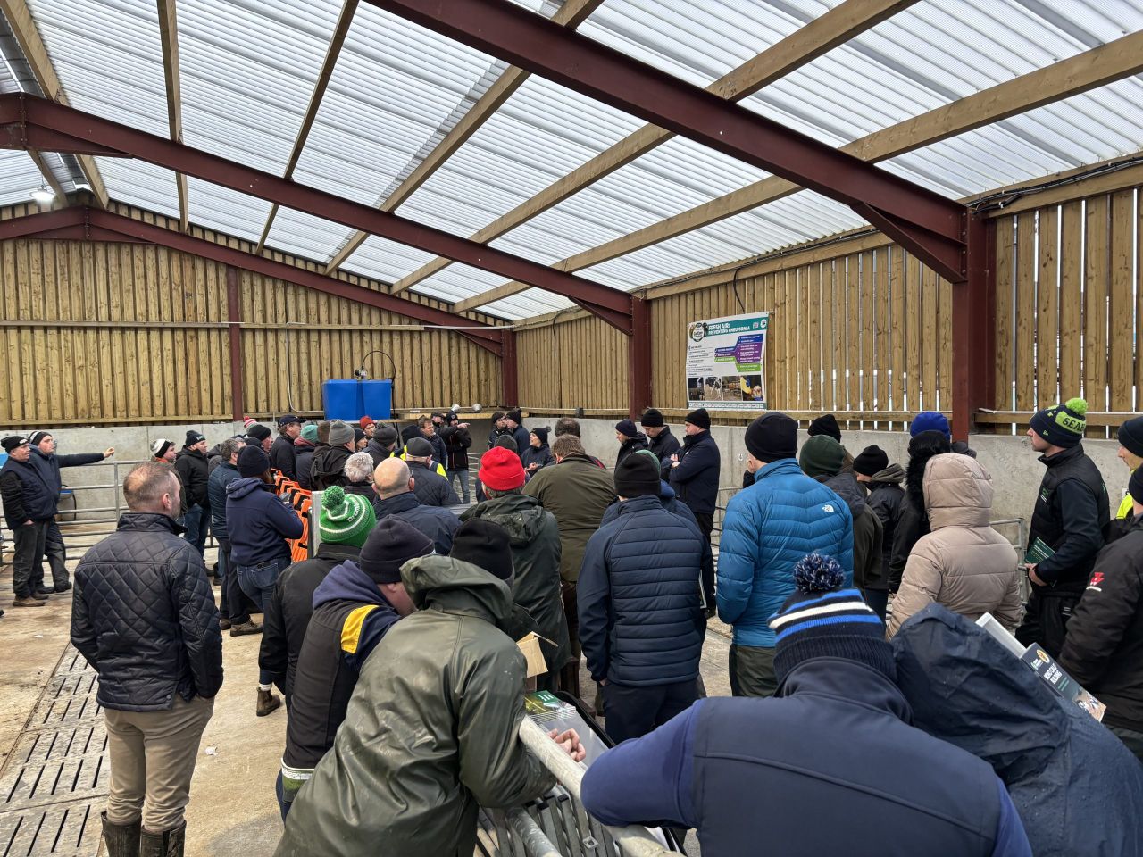 'Crazy' calf prices 'not sustainable' for calf-to-beef operators