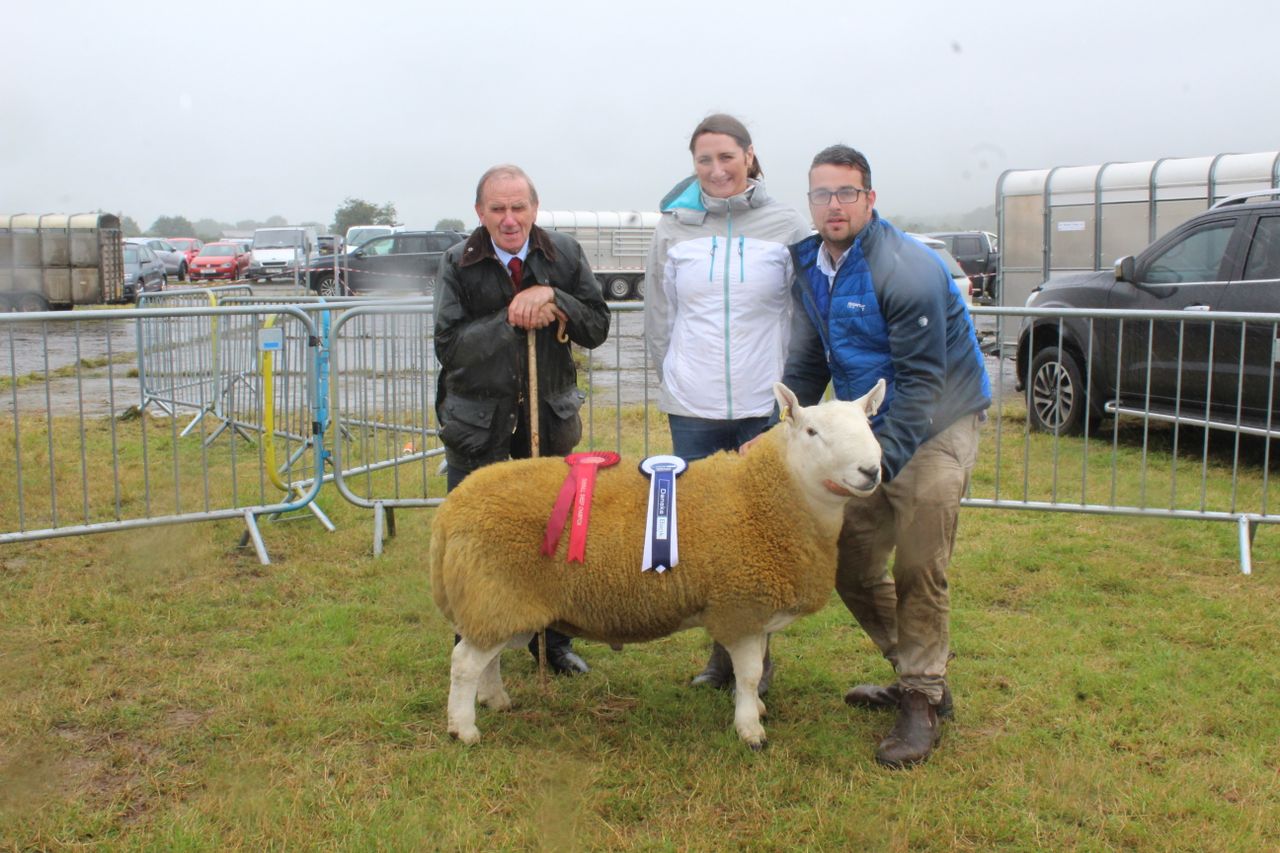 North Country Cheviot ram catches the eye at Limavady Show 2024