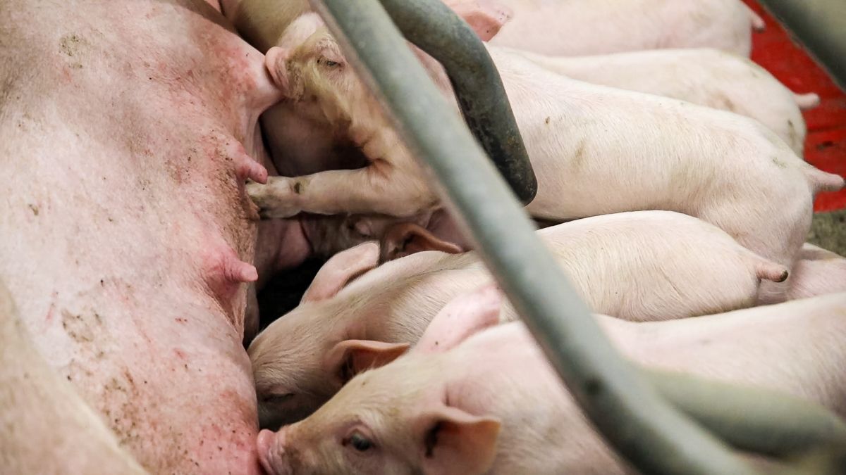 New research reveals 40% drop in UK pig farming carbon footprint