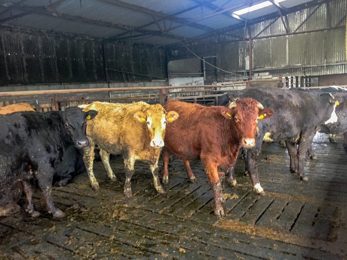 CETA deal is ‘a devastating blow to Irish agriculture’