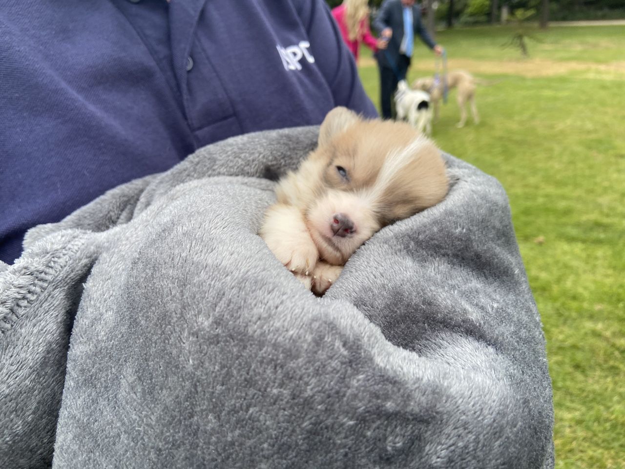 Watch: ISPCA launches new 'Stop the Pain' campaign