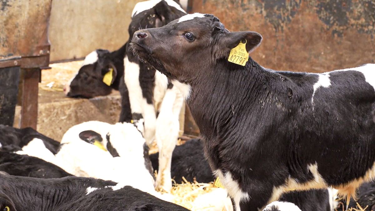 BVD eradication: Key messages farmers should know for 2021