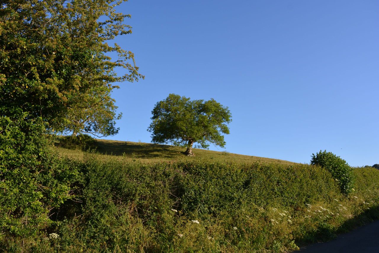 Explainer: How to maintain a healthy hedgerow