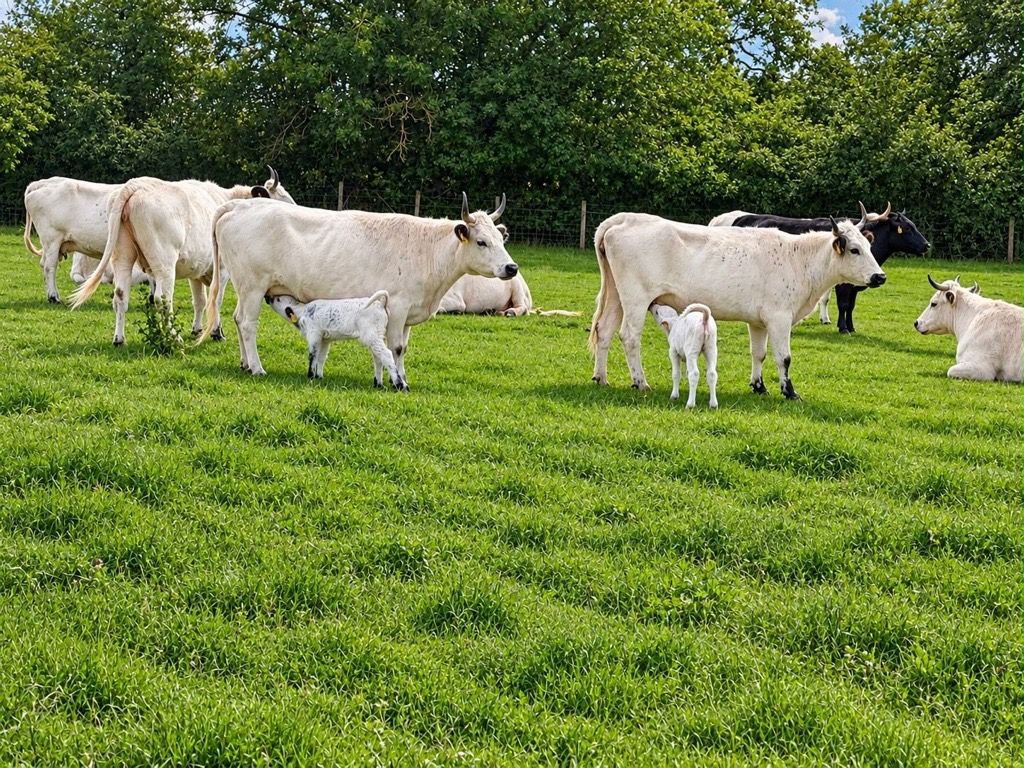 Five new calves born to one of UK’s rarest cattle breeds