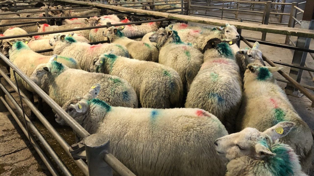 Sheep marts: Sharper trade for stores while finished hoggets steady
