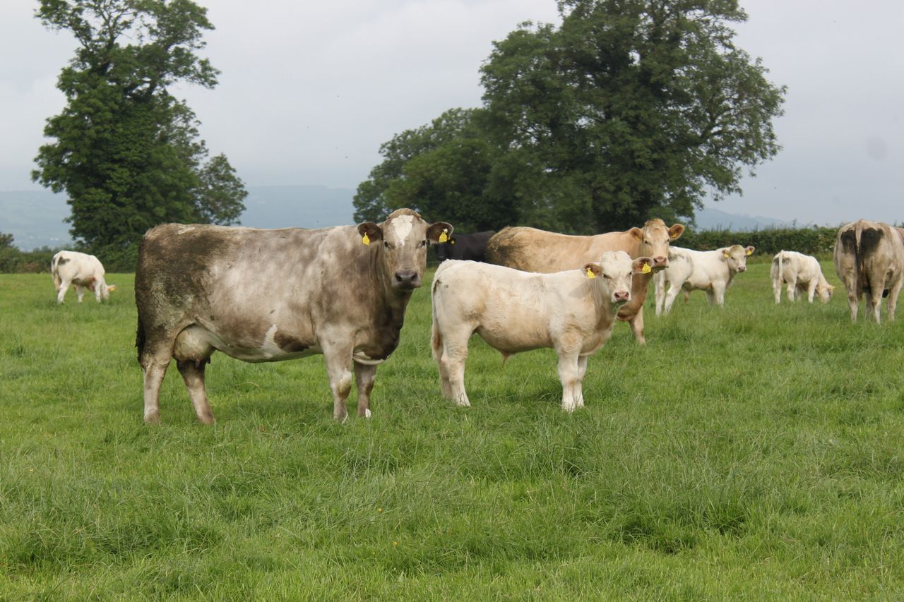 Fears the BDGP scheme will create a 'substantially maternal herd'