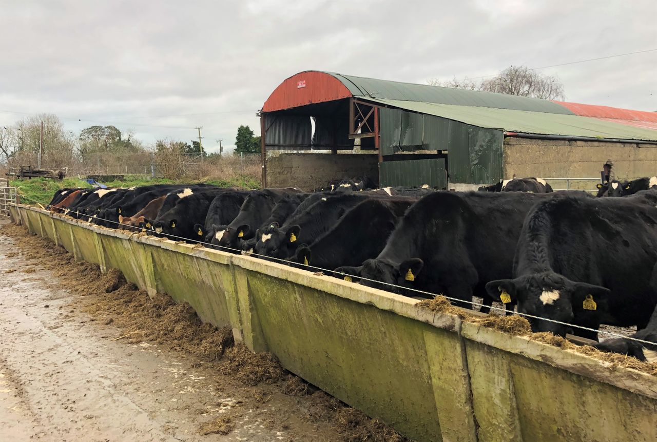 Dairy focus: One-third of the way through calving down 650 cows in Co. Meath