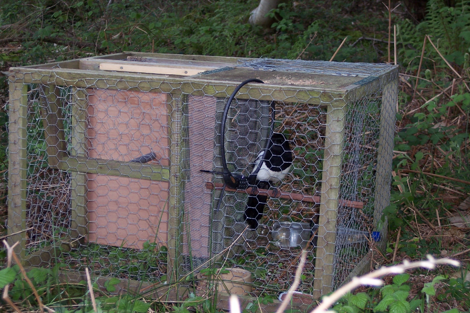 Letter to the editor: Larsen trap should be banned