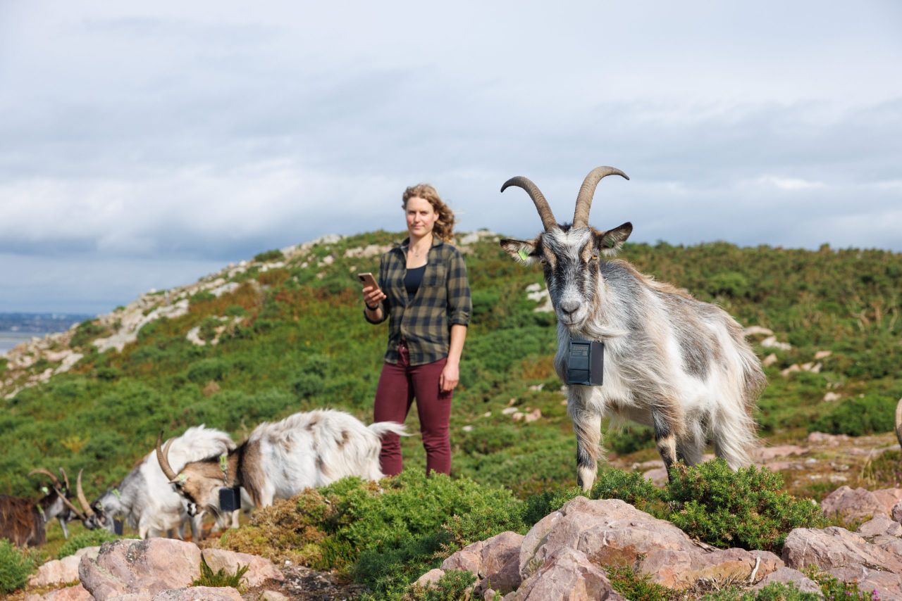 Goat herder Melissa Jeuken with her herd of Old Irish Goats on the Howth Peninsula, Co Dublin. Source: Nofence
