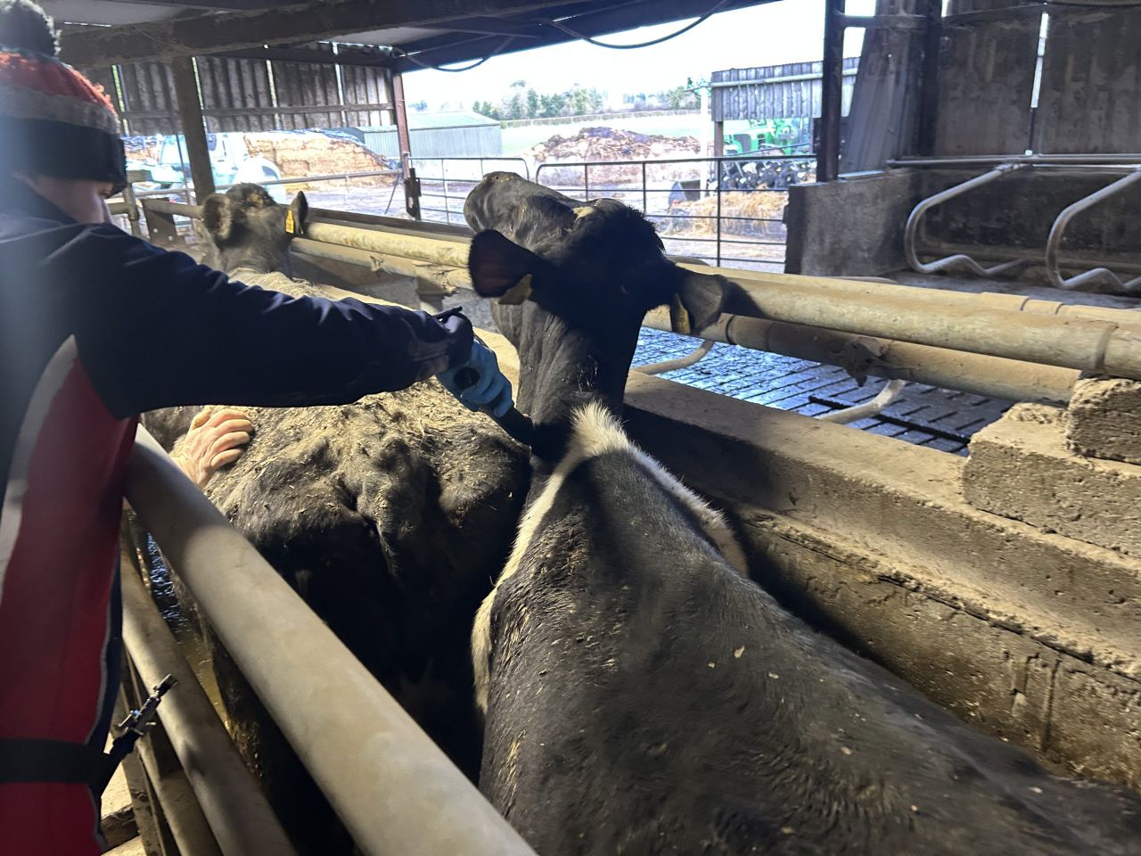 UCD research could reveal why some TB animals go undetected