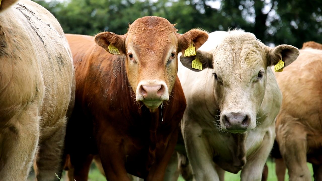 4% decrease in prime beef production forecast for 2026 - Teagasc