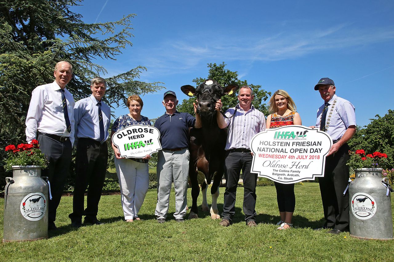 Heifers hit a top price of €3,750 at IHFA celebratory sale