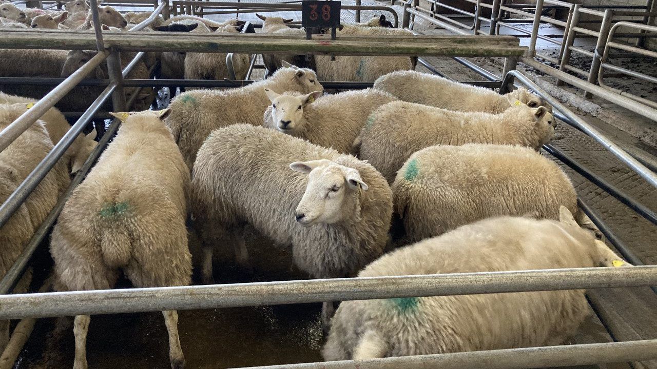 Sheep kill: Throughput surpasses 50,000 head