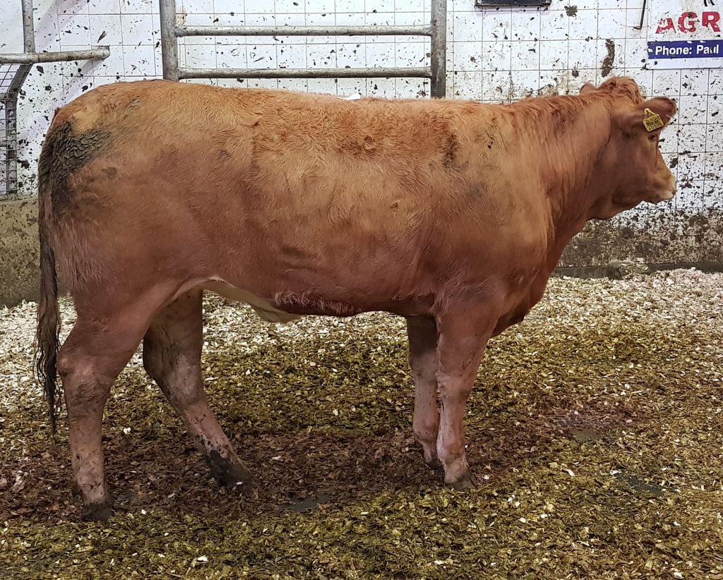 This 370kg Limousin heifer sold for €920 or €2.49/kg