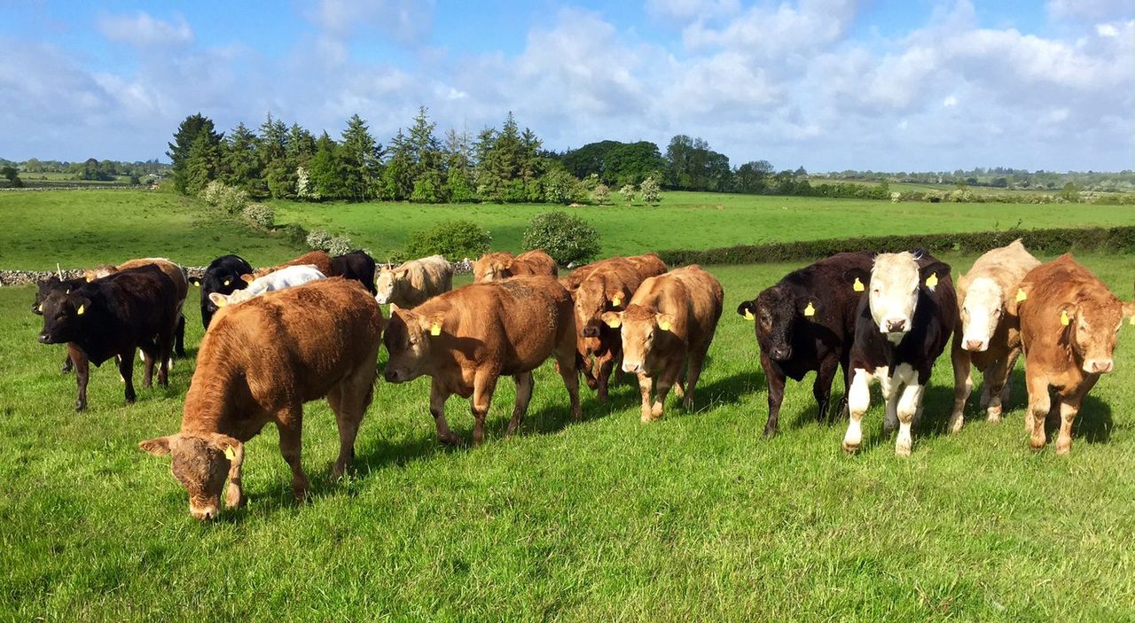 Global beef production to increase by 1% in 2016
