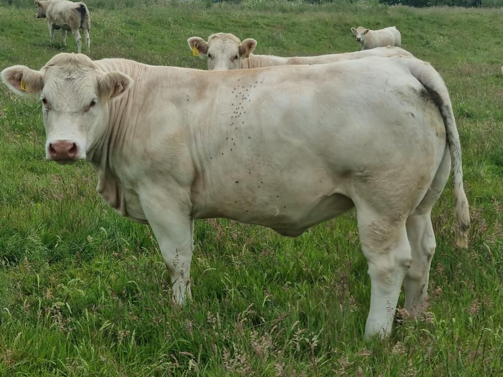 Sixmilebridge to host autumn-born weanling show and sale