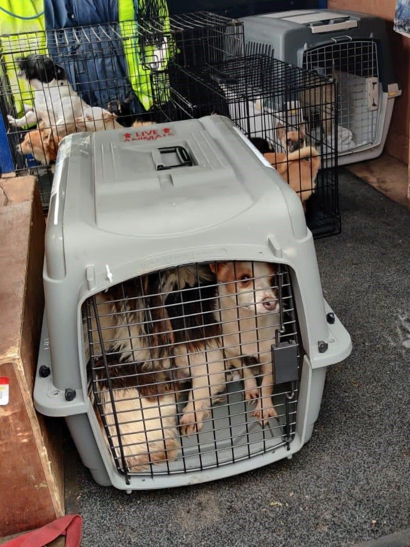 Theft of dogs worth €150,000 'underscores need for tougher sentencing'