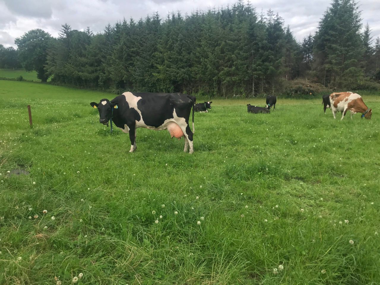 What's your protocol for high cell count cows in the herd?