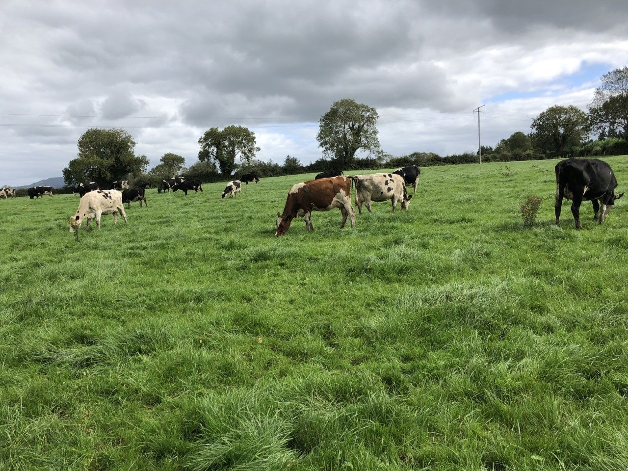 Improvement seen in the fertility of the national herd