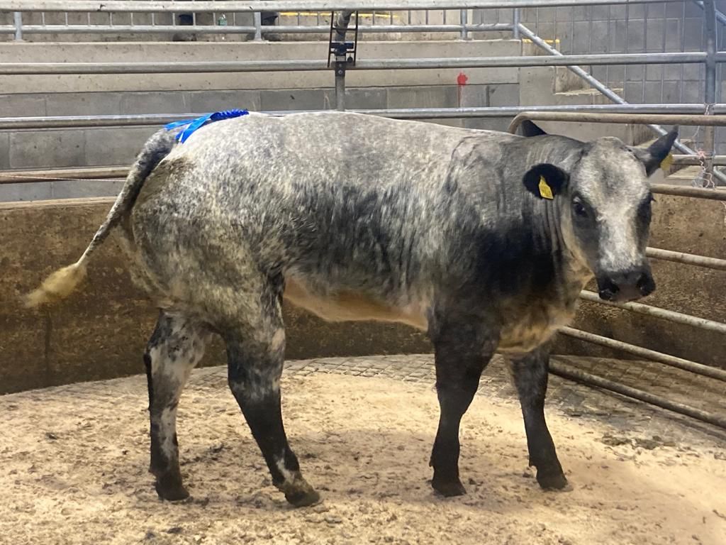 Roan-blue weanling heifers cross €4.56/kg at Carnew Mart