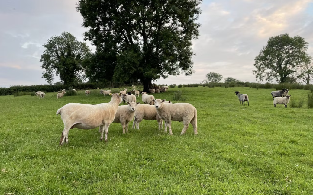 Sheep Trade: Spring lamb price offers fall below €10/kg