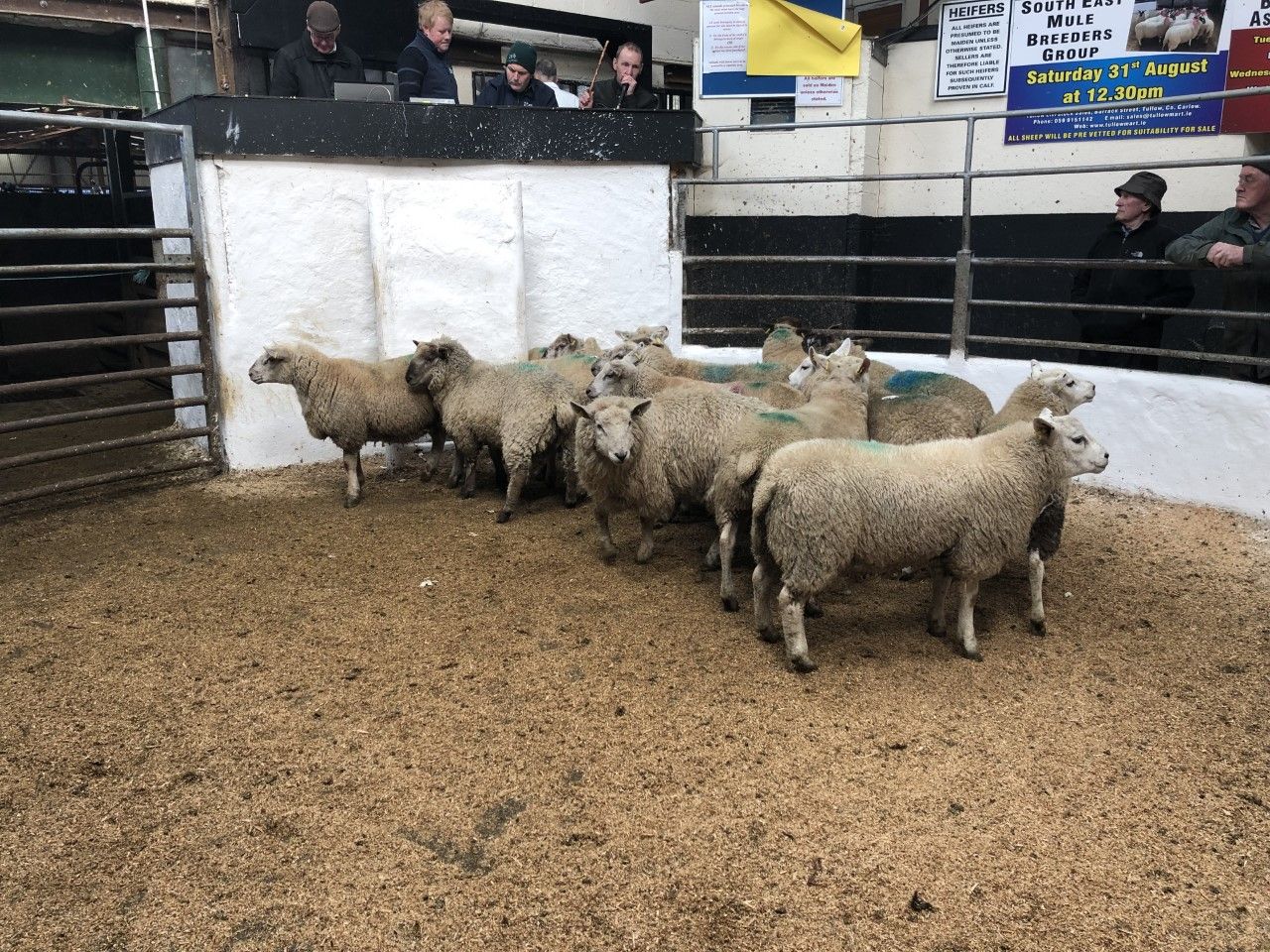 Irish hogget price just shy of €2.00/kg behind the French
