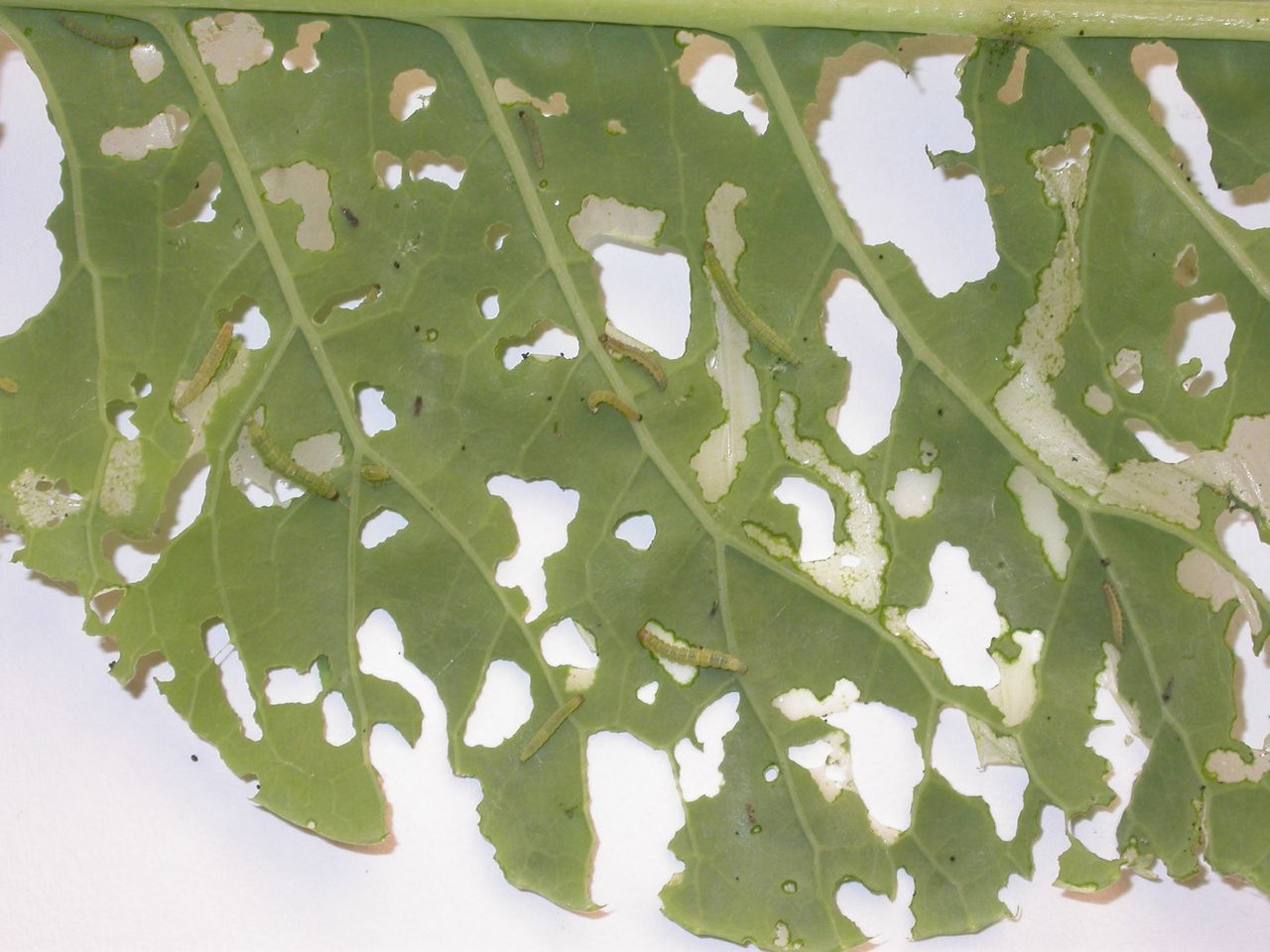 'Super pest' moth now capable of surviving British and Irish winter