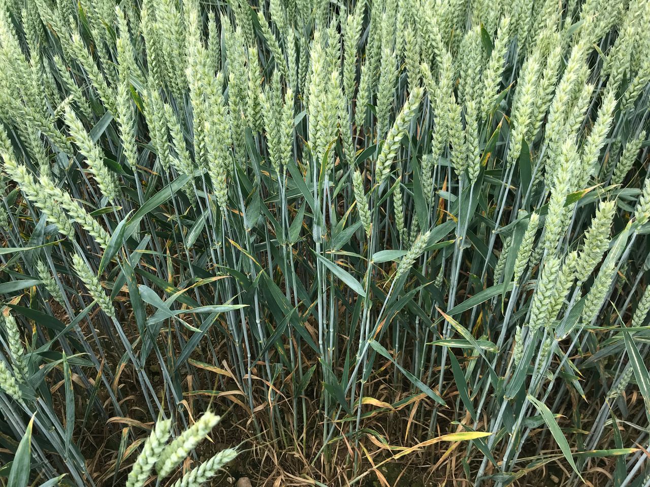 SY Insitor makes its way onto the winter wheat list