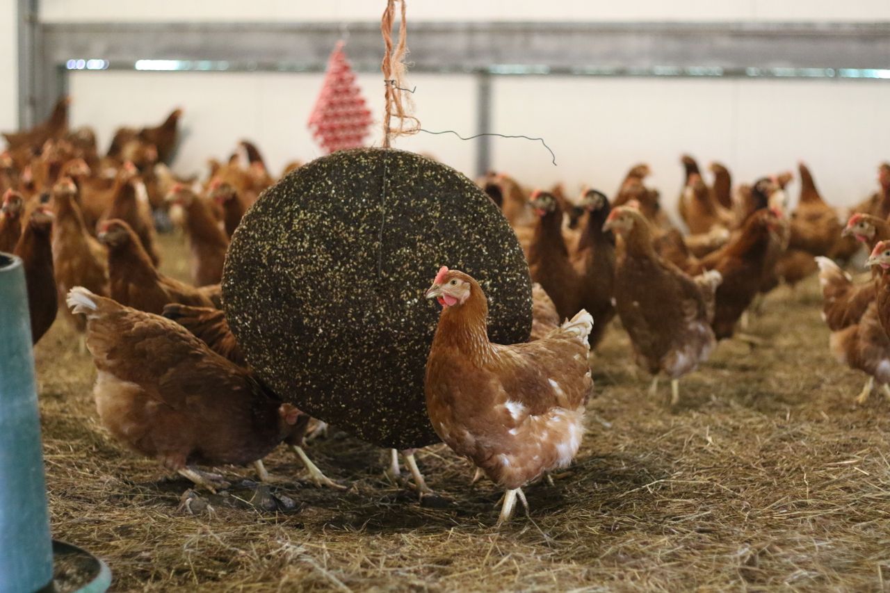 Biosecurity emergency declared in Australia over bird flu