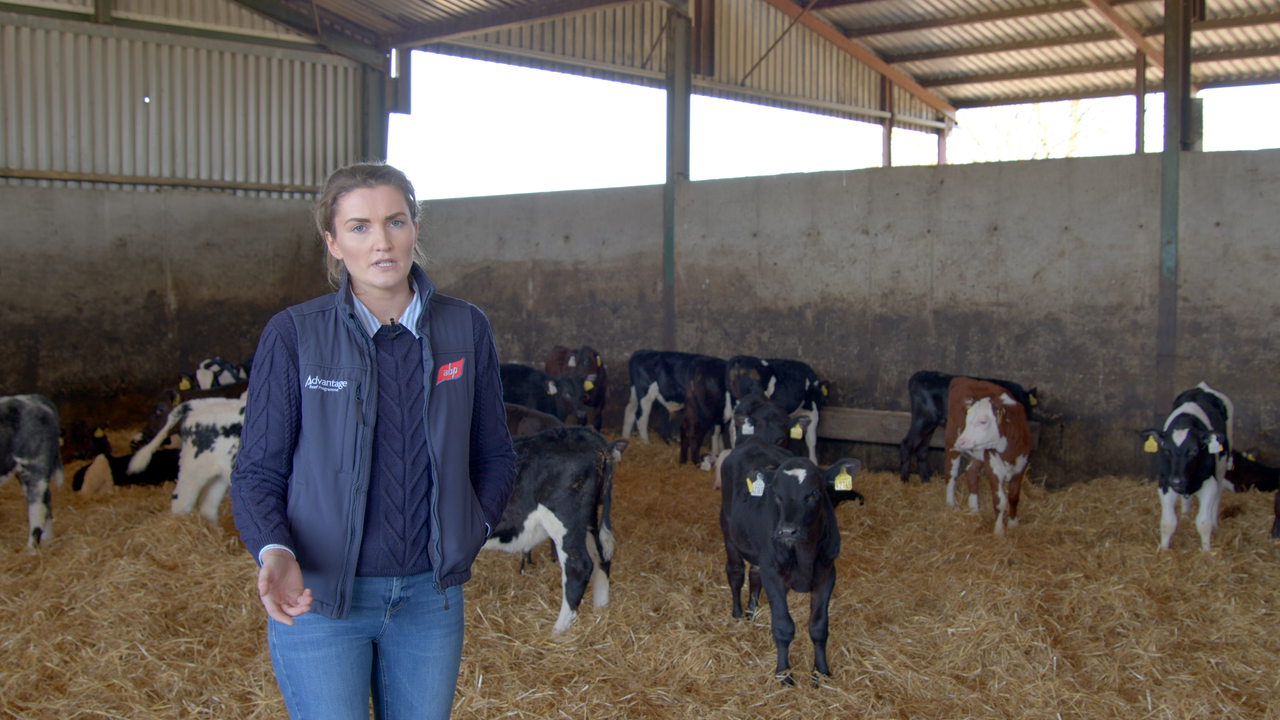 Video: Advice on weaning calves off milk replacer