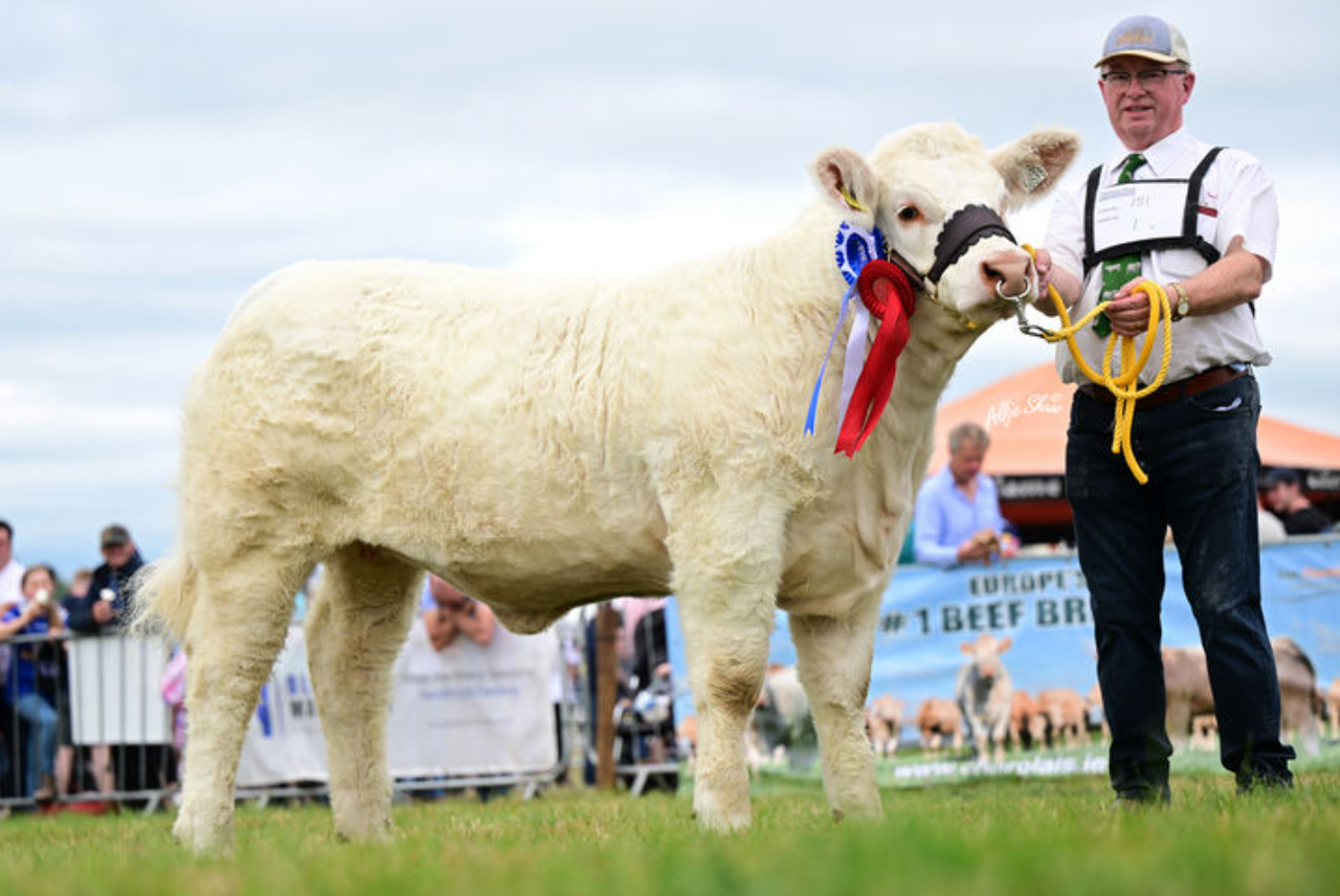 Maiden heifer makes €12,200 at Goldstar Charolais sale