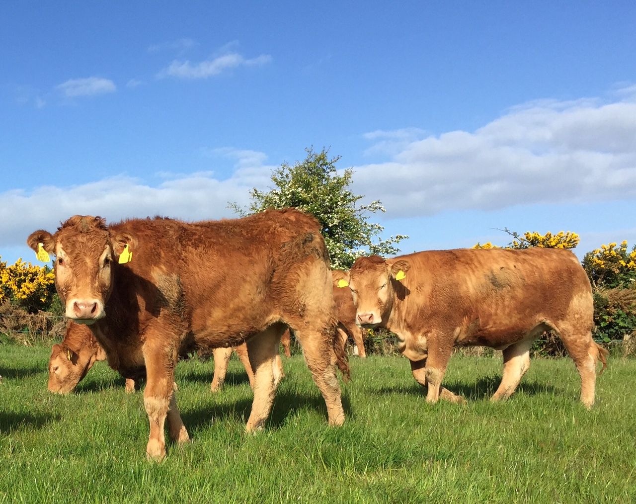 How much is the latest beef agreement worth to farmers?