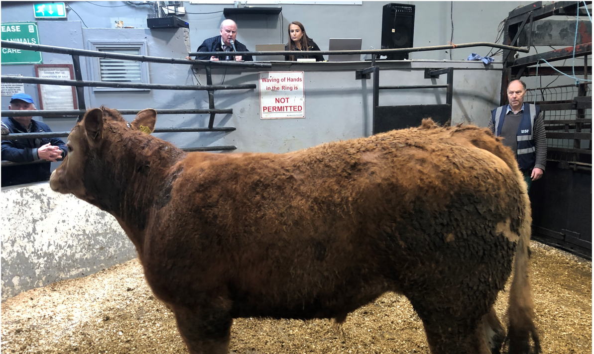 Mart report: Booming bullock trade at Ballyjamesduff Mart
