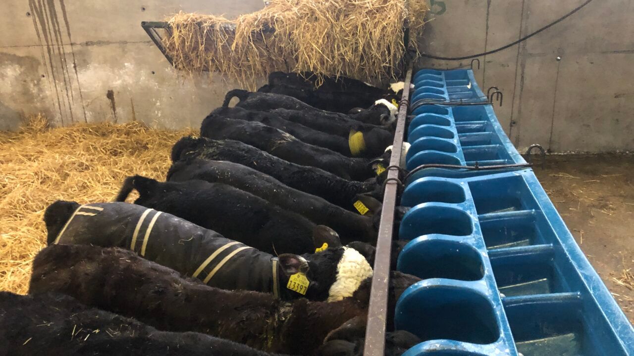 ABP dairy and beef farmer event set for Fermoy Mart