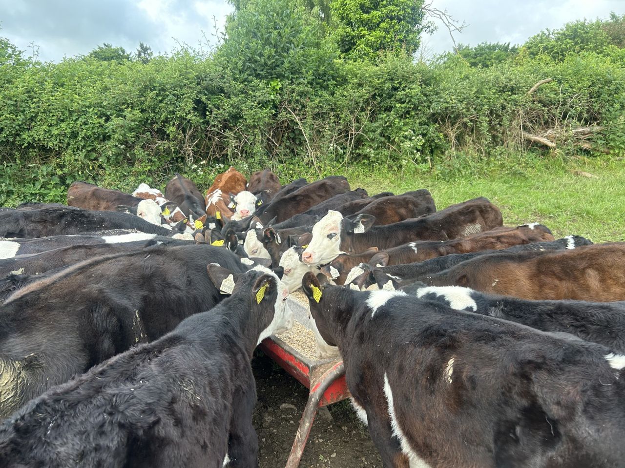 Watch out for signs of summer scour syndrome in grazing calves