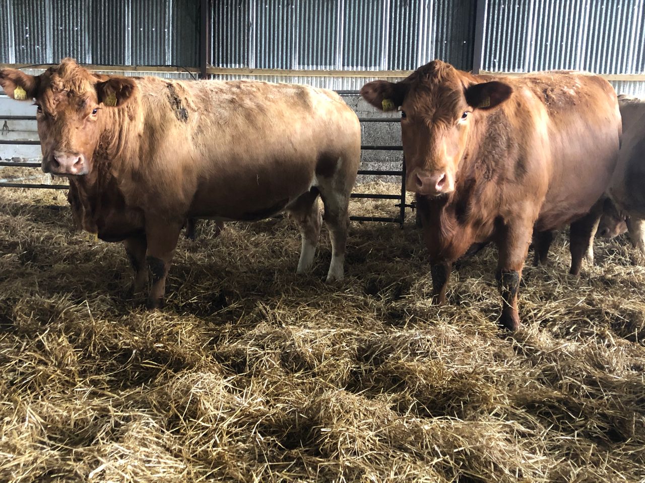 Feeding the suckler cow after calving